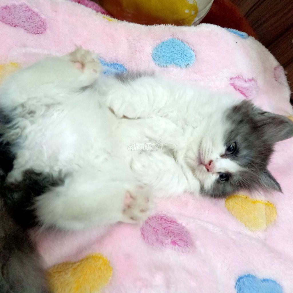 Bé mèo Anh lông dài chân lùn