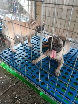 Pug xệ sinh sản 1 lứa , 2 lứa. Mua bán Chó tại Huyện Bàu Bàng Bình Dương được đăng bởi Gia Hân