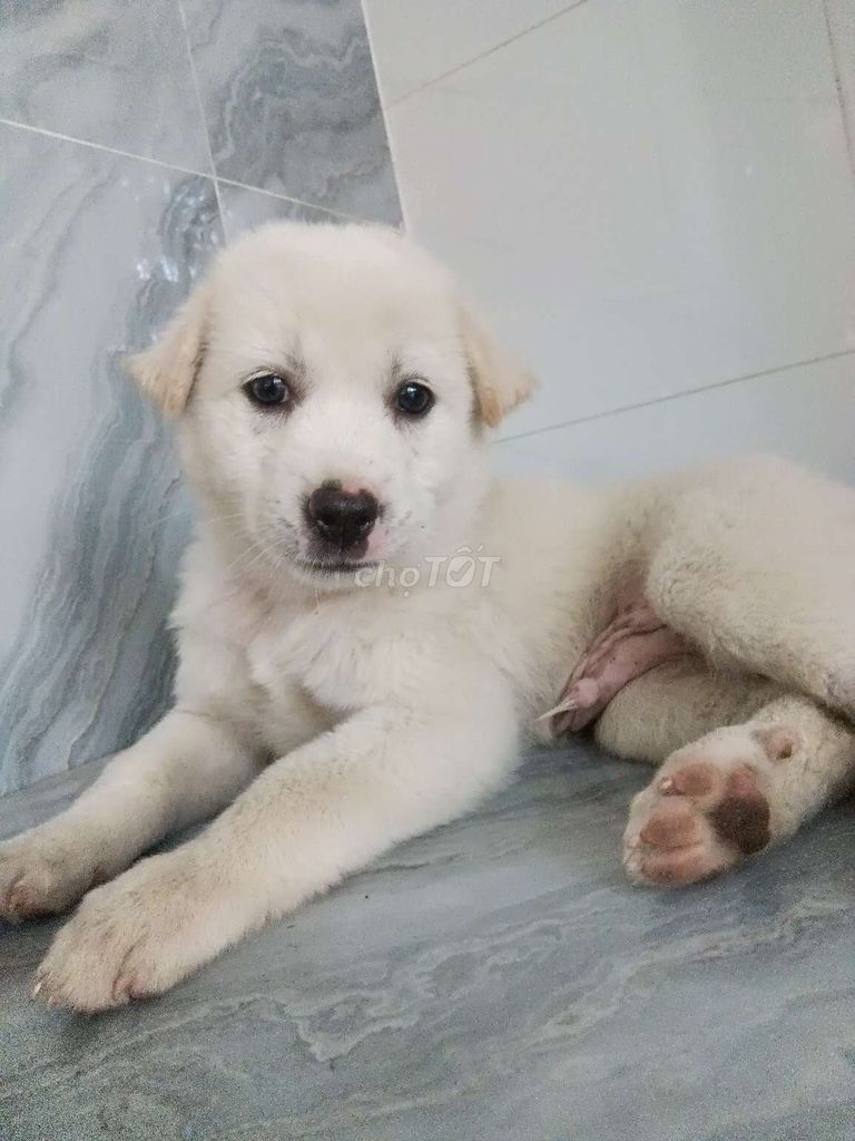 Chó Golden đực gần 2 tháng trắng hiền ngoan. Mua bán Chó tại Quận 6 Tp Hồ Chí Minh được đăng bởi Tăng Chí Lương  hình 1