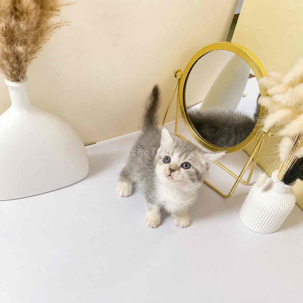 Mèo Bicolor Tabby 1 tháng tuổi Trắng xám. Mua bán Mèo tại Huyện Tây Sơn Bình Định được đăng bởi Đình Toàn hình 1