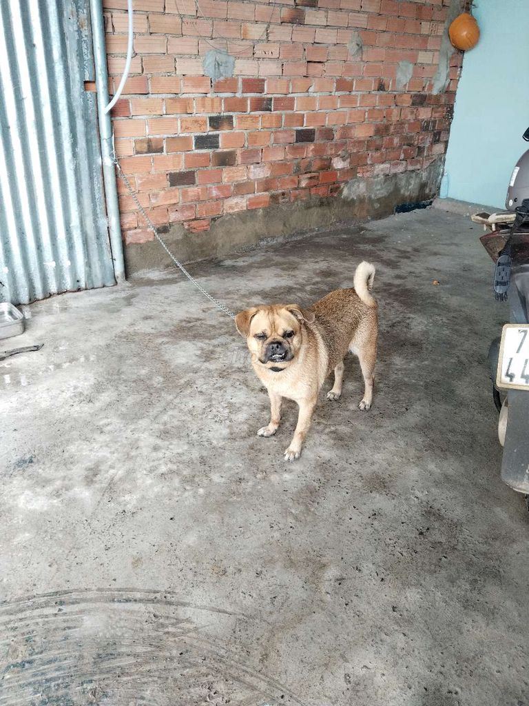 Chó Poodle nâu vàng đực 2 tháng đã tiêm. Mua bán Chó tại Thành phố Biên Hòa Đồng Nai được đăng bởi Toàn Nguyễn hình 1