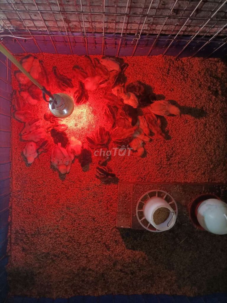 Gà nồi con khỏe mạnh làm cảnh, làm giống. Mua bán Gà tại Quận Bình Thuỷ Cần Thơ được đăng bởi Dương Vũ hình 1