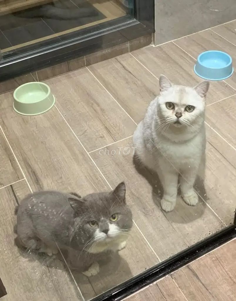Mèo ALN Trắng Xám Khỏe mạnh. Mua bán Mèo tại Huyện Văn Giang Hưng Yên được đăng bởi chau le hình 1