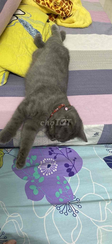 Mèo Anh lông ngắn xám, thuần chủng 7 tháng, 3kg