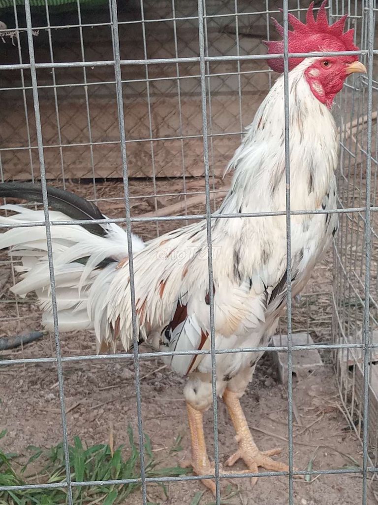 Gà nòi tây ninh. Mua bán Gà tại Huyện Trảng Bàng Tây Ninh được đăng bởi Trại Dế mèn An Đước hình 1