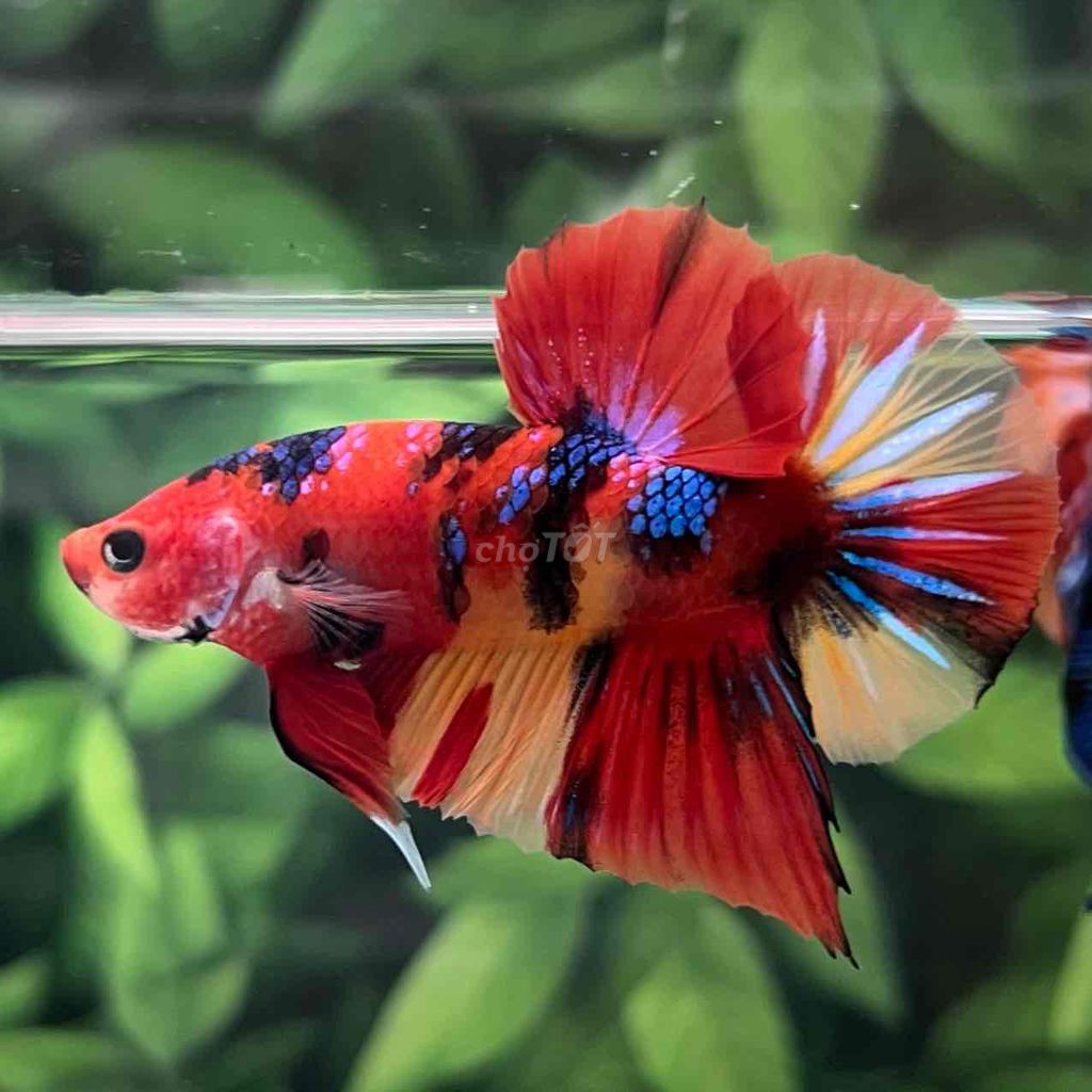 Cá Betta Koi Metallic Vip. Mua bán Thú cưng khác tại Huyện Hóc Môn Tp Hồ Chí Minh được đăng bởi Cậu Ba Betta  hình 3