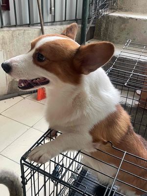 bé Corgi đực đã tiêm phòng đầy đủ, tặng cả lồng