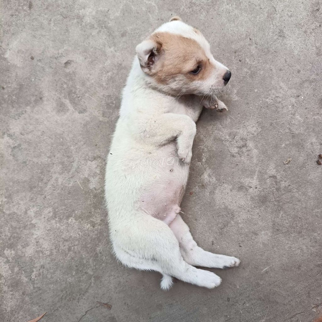 Chó con đực cái 1 tháng tuổi. Mua bán Chó tại Huyện Châu Thành Tiền Giang được đăng bởi Nguyễn Thế Bình hình 1