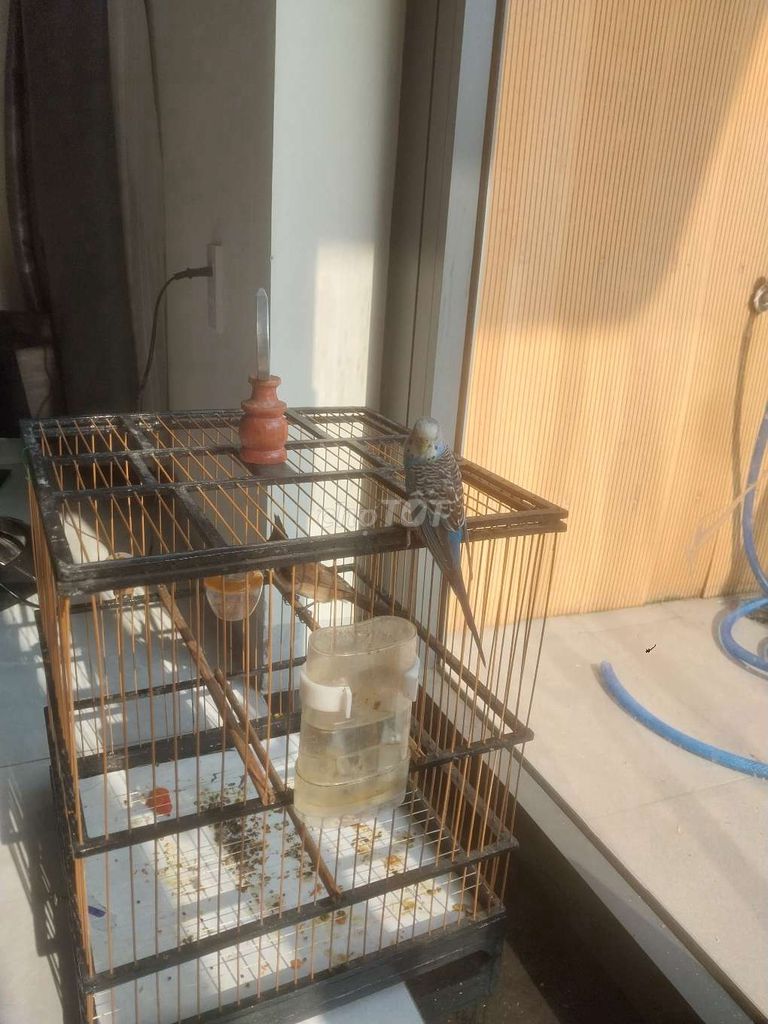 Chim Yến phụng Cái màu Xanh. Mua bán Chim tại Thành phố Thuận An Bình Dương được đăng bởi Cường ph hình 1