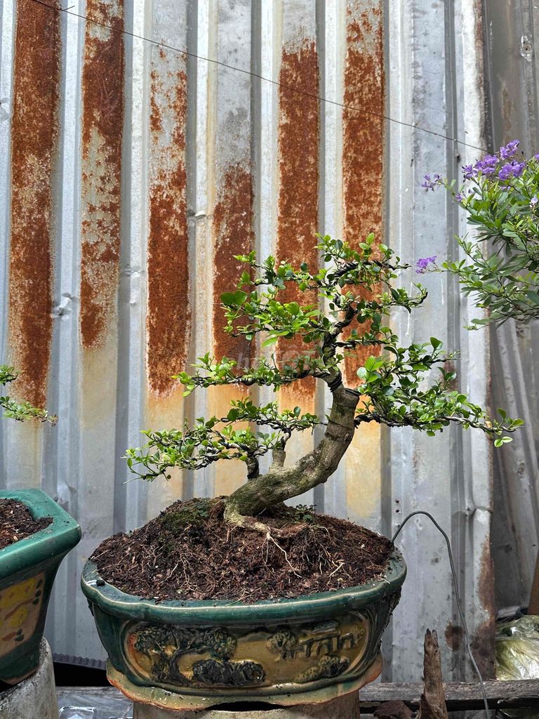 Nguyệt quế Bonsai Thuần tay canh mịn. Mua bán Cây cảnh, đồ trang trí tại Huyện Củ Chi Tp Hồ Chí Minh được đăng bởi nguyễn quốc Thắng hình 1