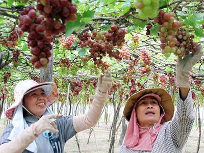 Bán Đất sổ đỏ 2000m2- KDL đồi cát Nam Cương. Mua bán đất tại Huyện Ninh Phước Ninh Thuận được đăng bởi Huỳnh Thanh Bửu