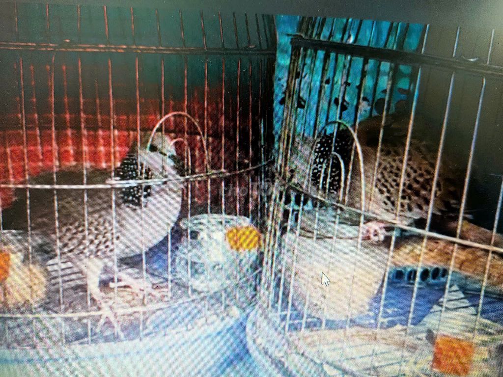 Chia lại cho AE cu gáy 3 mùa. Mua bán Chim tại Quận Bình Thạnh Tp Hồ Chí Minh được đăng bởi Toni Tu hình 2