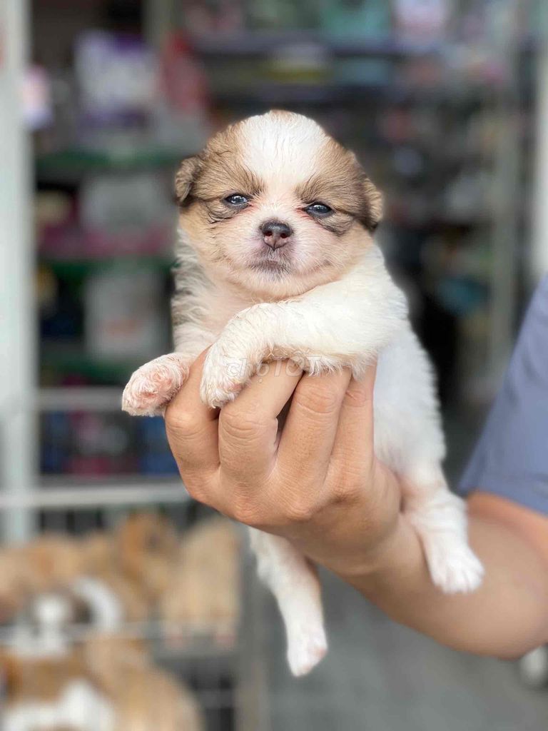 Chó Nhật baby  vàng siêu dễ thương