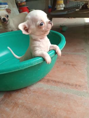 Chihuahua heo lùn