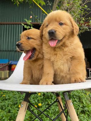 Chó Golden Retriever  Chó con