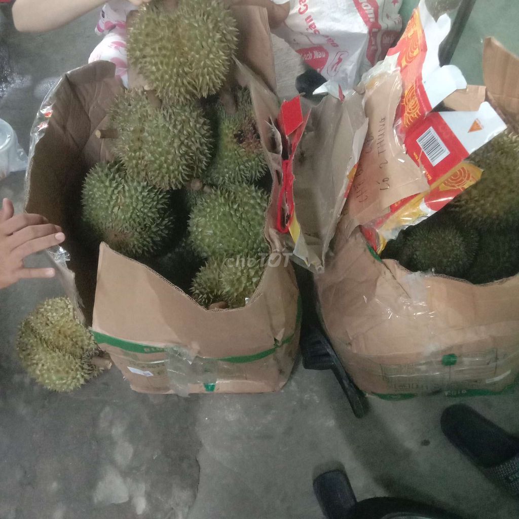 Sầu riêng chuồng bò. Mua bán Đồ ăn, thực phẩm và các loại khác tại Thành phố Thuận An Bình Dương được đăng bởi Nguyen Dat Biker hình 1