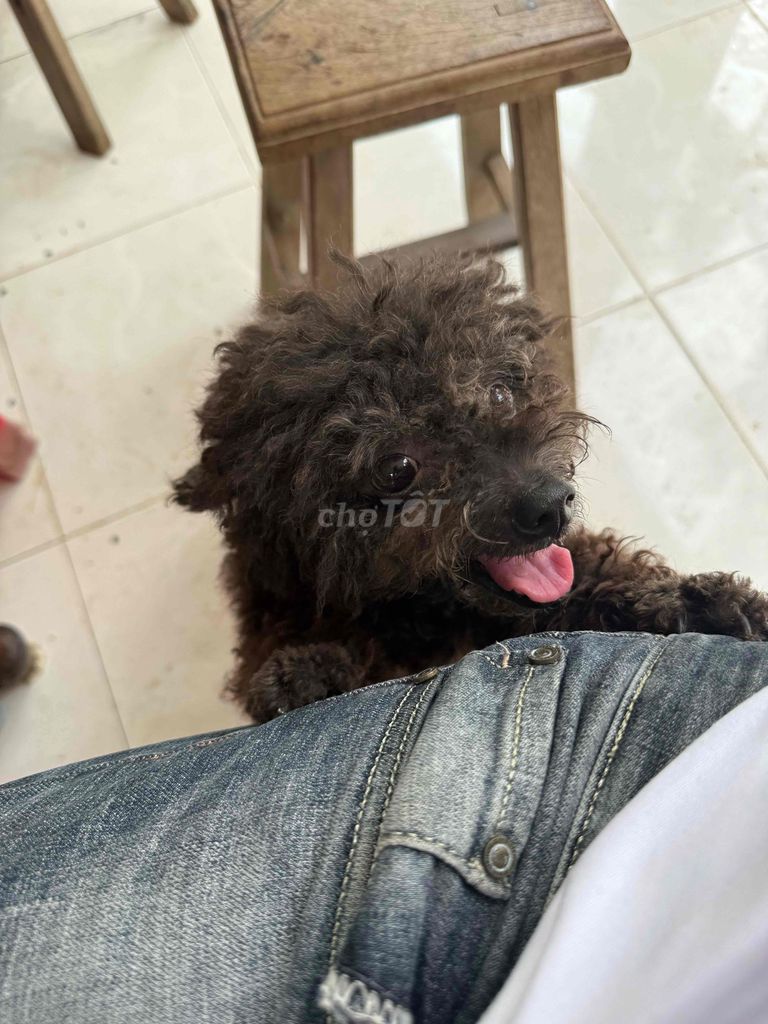 tìm sen cho bé poodle đen thuần chủng. Mua bán Chó tại Thành phố Mỹ Tho Tiền Giang được đăng bởi tony tèo hình 1