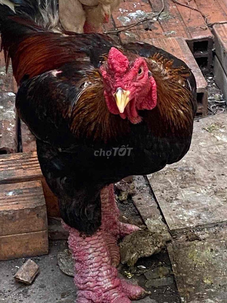 Gà giống 7kg Đen, trắng. Mua bán Gà tại Quận Bình Thạnh Tp Hồ Chí Minh được đăng bởi Nguyễn ngọc bảo hình 1