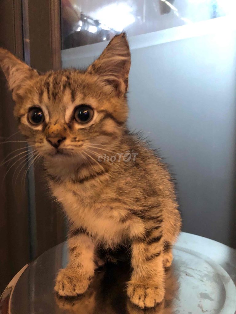 mèo lai anh. Mua bán Mèo tại Quận 12 Tp Hồ Chí Minh được đăng bởi thu hình 5