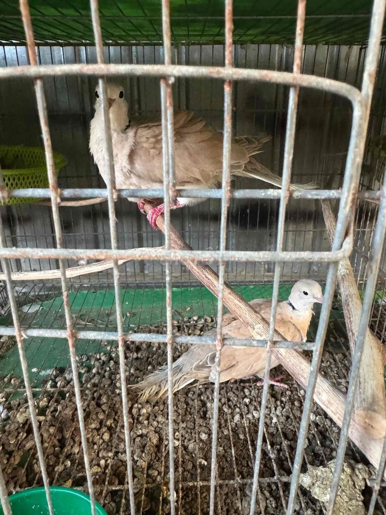 Chim cu pháp. Mua bán Chim tại Quận Ô Môn Cần Thơ được đăng bởi Thanh nguyễn hình 1