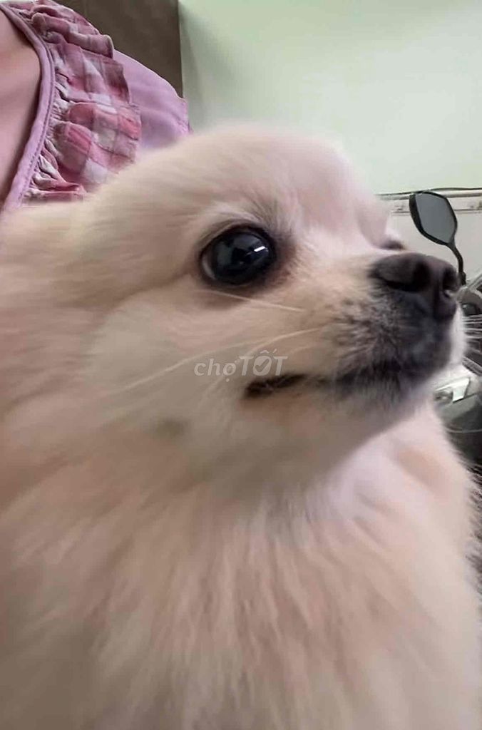 Chó Phóc Đực. Mua bán Chó tại Quận 10 Tp Hồ Chí Minh được đăng bởi Mr Tiến hình 1