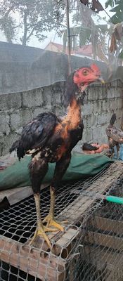 chuyển đôi tơ 400 1 em. Mua bán Gà tại Huyện Chương Mỹ Hà Nội được đăng bởi Sơn