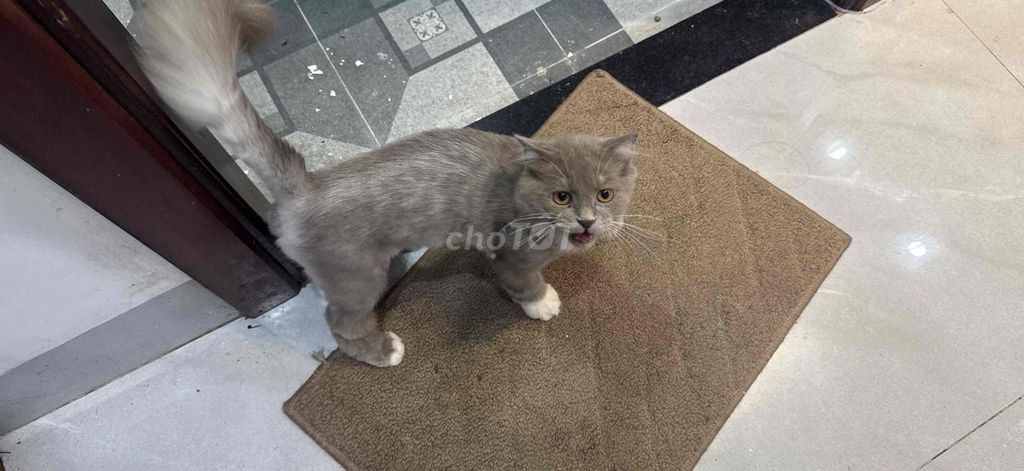 Mèo Anh lông dài Xám. Mua bán Mèo tại Thành phố Vinh Nghệ An được đăng bởi Quế Minh Hoàng hình 1