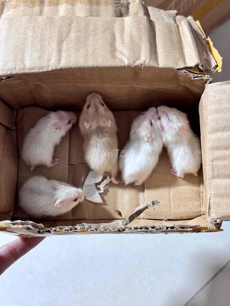 Chuột Hamster trắng 5 bé. Mua bán Thú cưng khác tại Quận 12 Tp Hồ Chí Minh được đăng bởi Híu hình 1