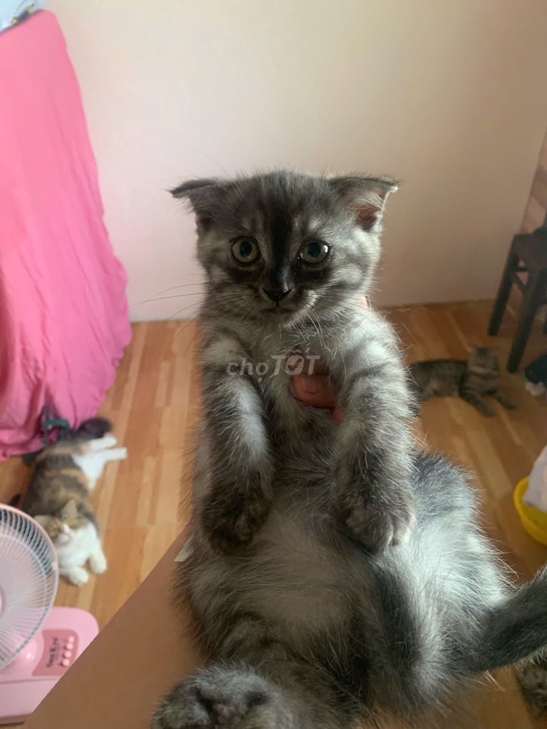 Mèo lai 2 tháng bố lai mẹ thuần. Mua bán Mèo tại Quận 4 Tp Hồ Chí Minh được đăng bởi XUAN TRANG hình 1