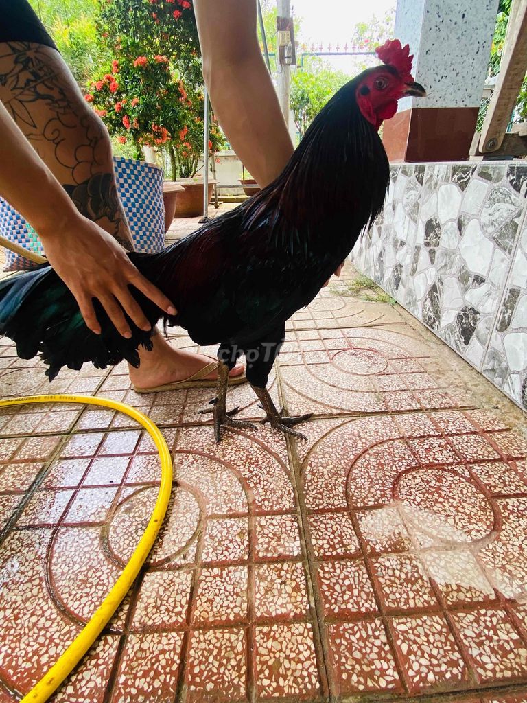 Gà chọi Điều đỏ 3.16kg Đực. Mua bán Gà tại Huyện Long Hồ Vĩnh Long được đăng bởi Huy gà nồi hình 1