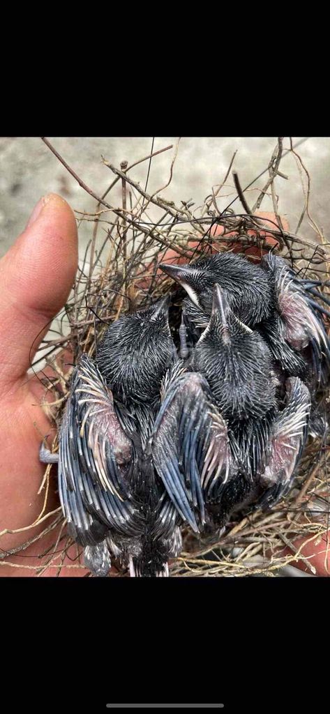 Chim Chòe than non Đen. Mua bán Chim tại Quận Hoàng Mai Hà Nội được đăng bởi Minh Đạt hình 1