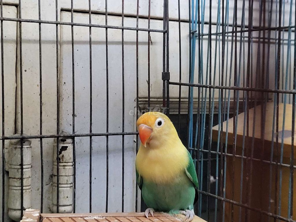 Dư cặp Vẹt Lovebird mới bắt cặp