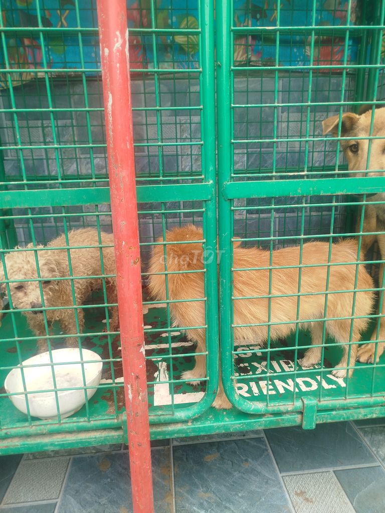 Chó hơn 1 năm Đực, Cái. Mua bán Chó tại Huyện Quốc Oai Hà Nội được đăng bởi Thắng Bùi Xuân hình 1