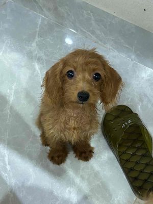 Phốc hươu + Poodle 3 tháng+2kg ăn rất khoẻ dễ chăm. Mua bán Chó tại Huyện Thạch Thất Hà Nội được đăng bởi Nhung