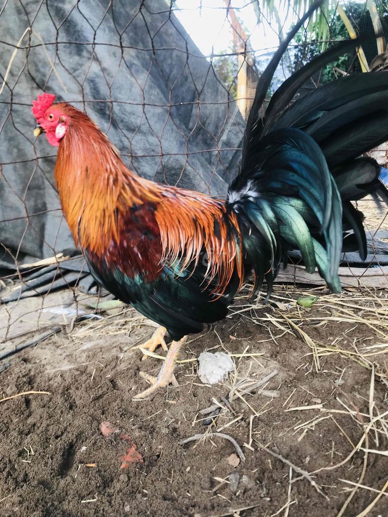 Gà Mỹ F1 trống trên 5 tháng. Mua bán Gà tại Huyện Mang Thít Vĩnh Long được đăng bởi Hưng Quoc hình 1