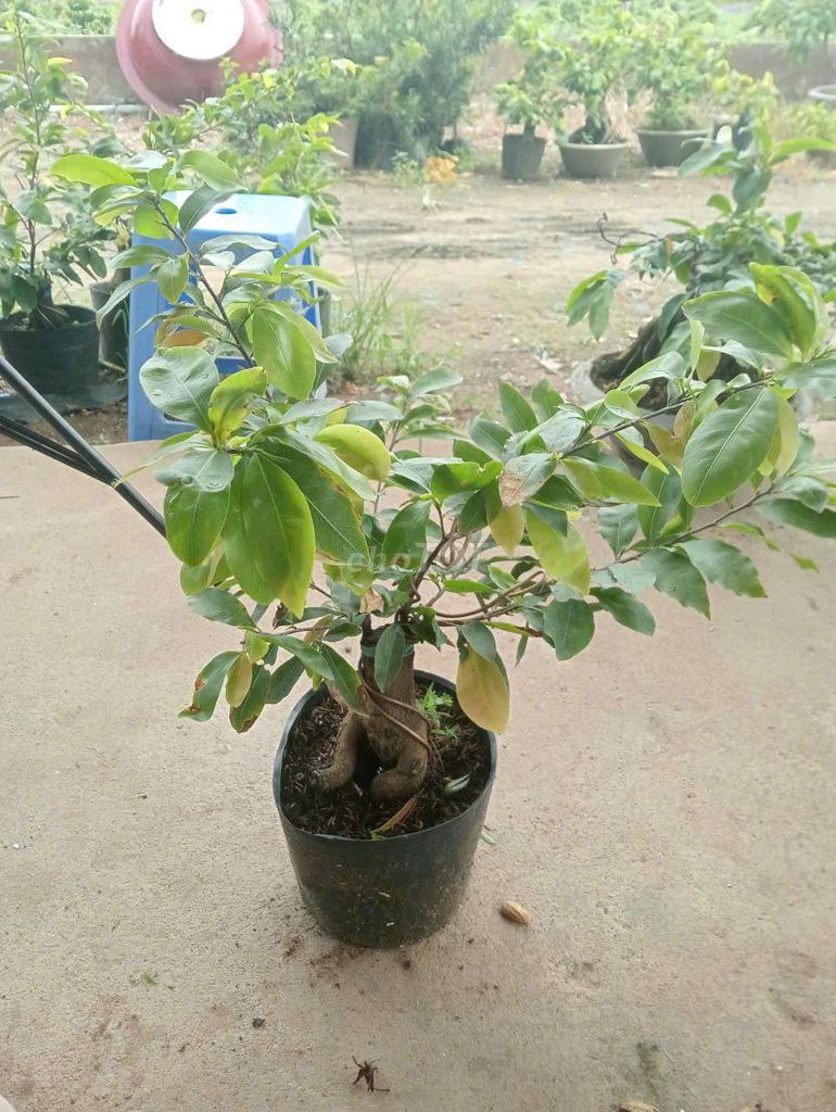 Cây cảnh Mai ghép nhị ngọc toàn. Mua bán Cây cảnh, đồ trang trí tại Thành phố Dĩ An Bình Dương được đăng bởi ken hình 1