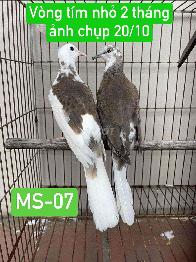 cu gáy thái. Mua bán Chim tại Quận Hoàng Mai Hà Nội được đăng bởi Hùng hình 5