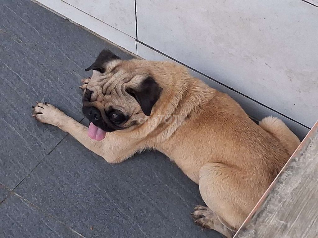 Chó Pug đực tơ. Mua bán Chó tại Thành phố Vĩnh Long Vĩnh Long được đăng bởi Nhân Rottweiler  hình 1