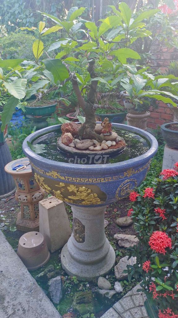 Cây cảnh Lộc Vừng Bonsai 80cm. Mua bán Cây cảnh, đồ trang trí tại Huyện Hóc Môn Tp Hồ Chí Minh được đăng bởi Xuân Quang 55 hình 1
