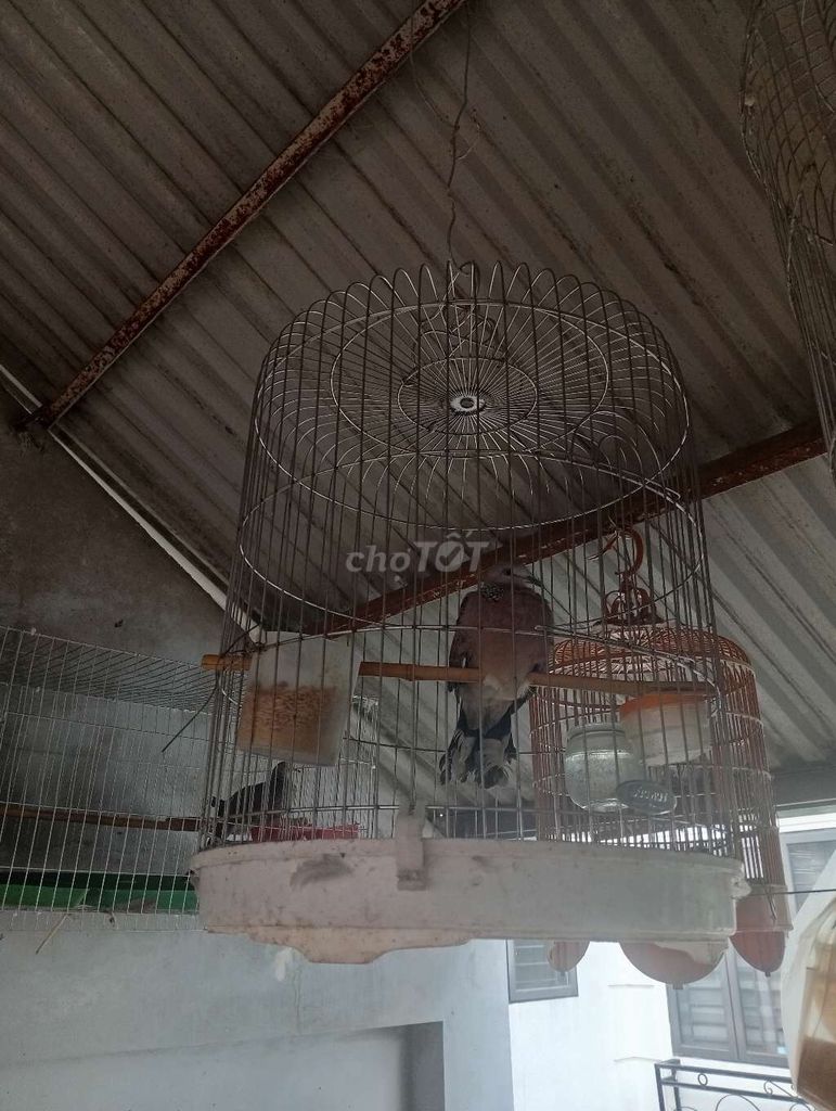 Chim cu gáy cái gáy gù tốt. Mua bán Chim tại Quận Hoàng Mai Hà Nội được đăng bởi Đỗ trọng hưng hình 1