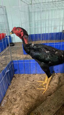 tơ rin. Mua bán Gà tại Quận Liên Chiểu Đà Nẵng được đăng bởi Trường