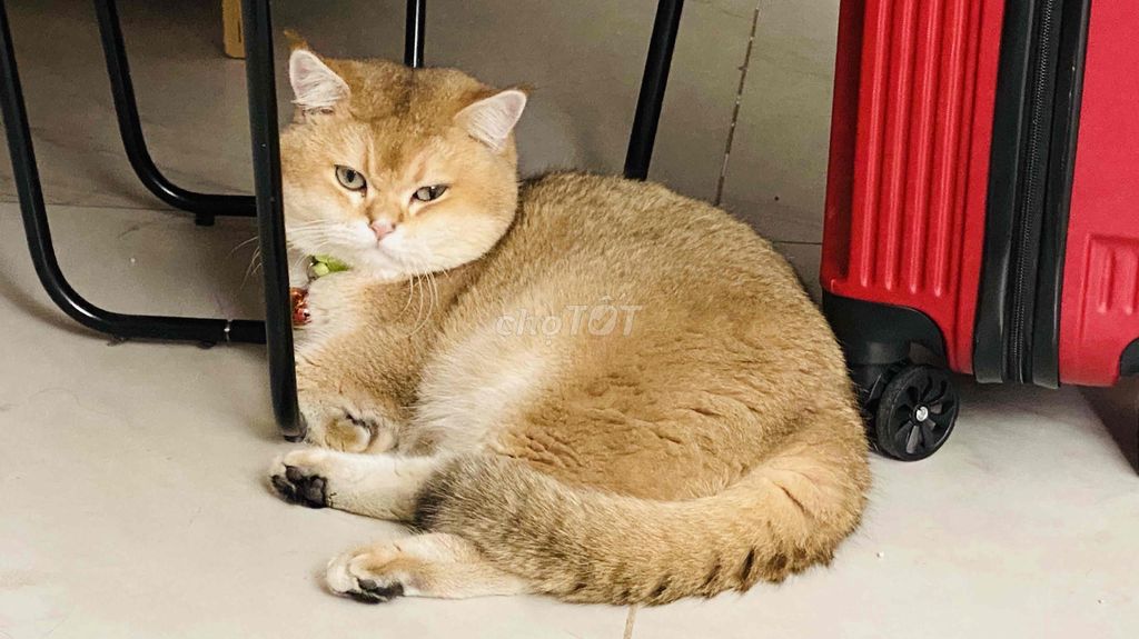 Mèo Anh . Lông ngắn . Nhị thể Vàng Xanh óng mượt.. Mua bán Mèo tại Quận 7 Tp Hồ Chí Minh được đăng bởi ĐÀO VÀNG hình 2
