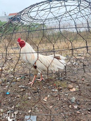 Gà bướm trống 3.2kg. Mua bán Gà tại Huyện Hóc Môn Tp Hồ Chí Minh được đăng bởi Tâm Thanh