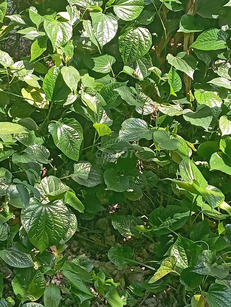 Cây lá lốt xanh khỏe mạnh. Mua bán Cây cảnh, đồ trang trí tại Huyện Vũng Liêm Vĩnh Long được đăng bởi Minh Thiện  hình 1