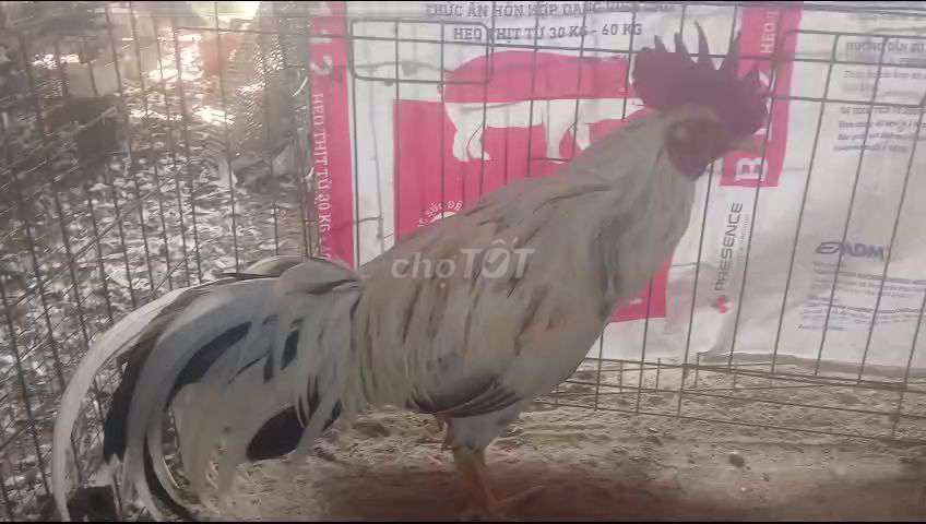 Gà chọi Trắng Đen 3.1kg. Mua bán Gà tại Huyện Châu Thành Bến Tre được đăng bởi  Linh Nguyễn  hình 1