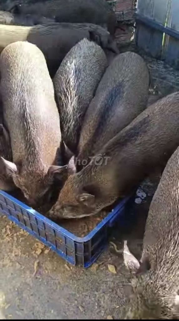 Heo thịt heo ăn tất niên lễ Tết giá 120k 1kg❤️❤️❤️