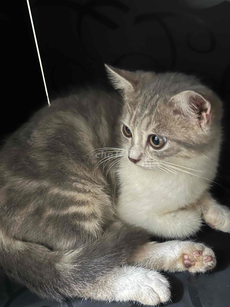 Mèo Xám trắng. Mua bán Mèo tại Quận Ninh Kiều Cần Thơ được đăng bởi Bi hình 1