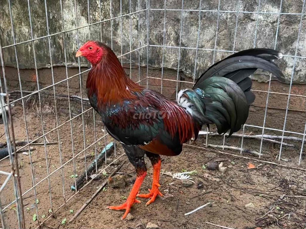 Gà tre sil mỹ 1k240-1k350. Mua bán Gà tại Quận Tân Phú Tp Hồ Chí Minh được đăng bởi Thành Phước hình 1