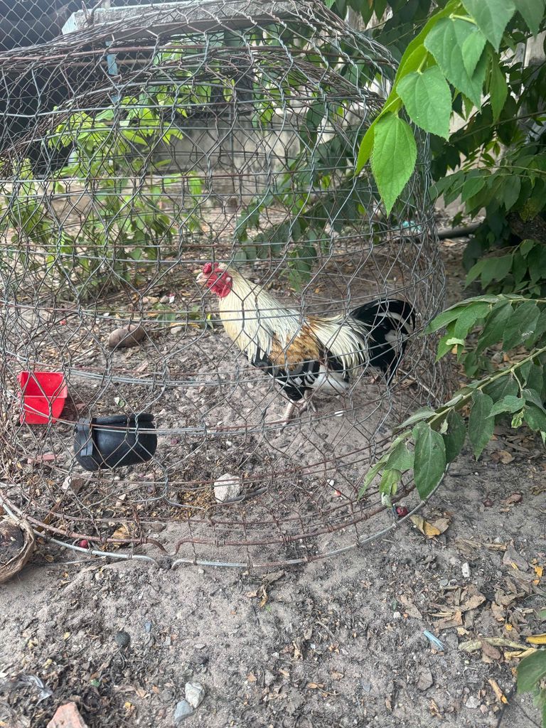 Gà tre việt rặc. Mua bán Gà tại Huyện Củ Chi Tp Hồ Chí Minh được đăng bởi Minh ngọc  hình 1