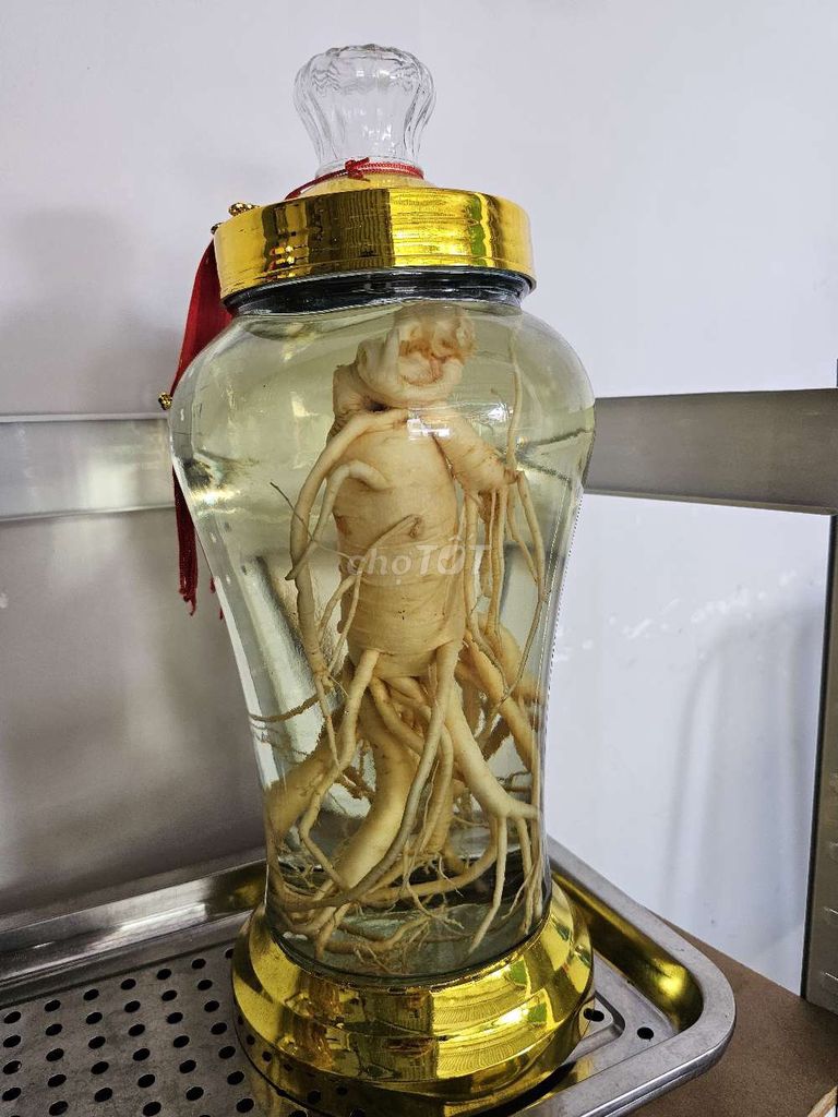 Sâm ngâm Hàn Quốc 2 năm. Mua bán Đồ ăn, thực phẩm và các loại khác tại Thành phố Tây Ninh Tây Ninh được đăng bởi Thanh Vân hình 1